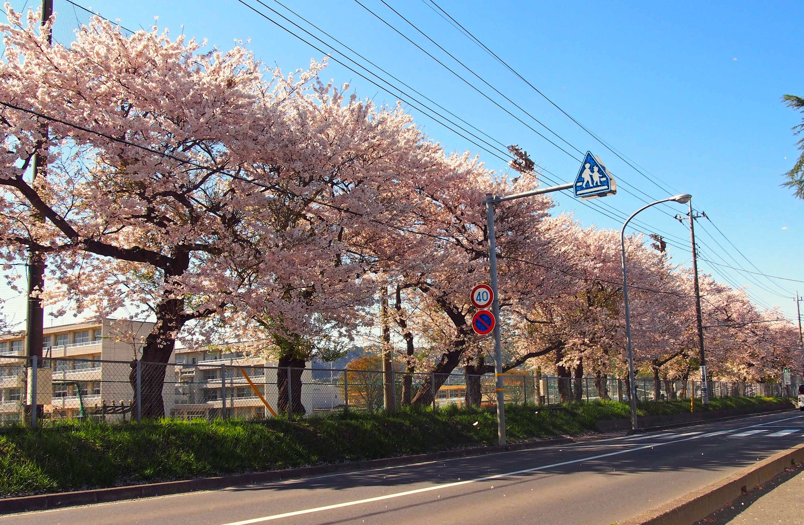 多賀中油縄子小の桜並木